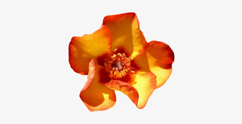 Rose Orange Blossom Bloom Flower Orange Ro - Transparent Flower Orange, transparent png download