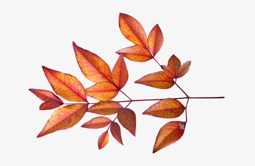 Leaves, Bamboo, Autumn, Fall, Garden - Autumn, transparent png download