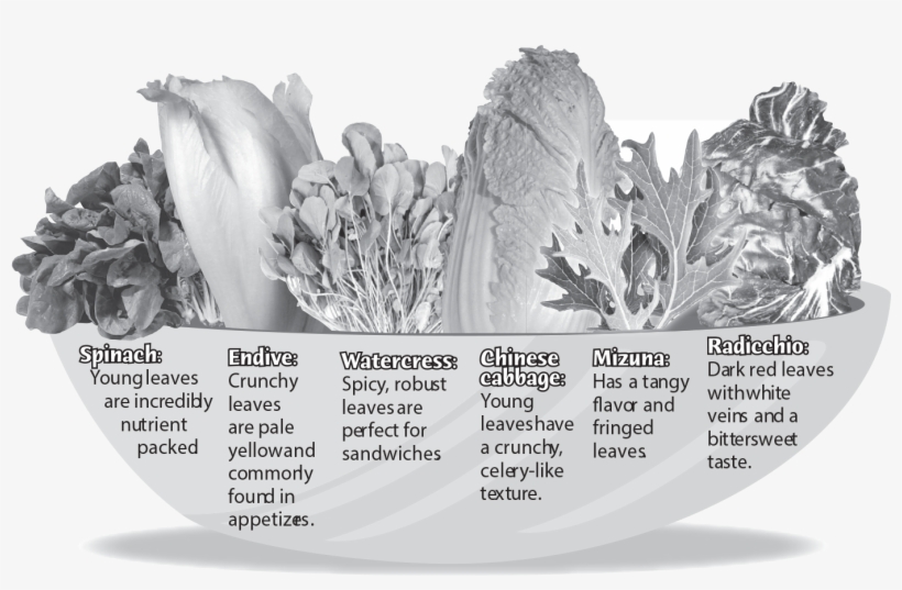 Make Sure Students Understand That Not All Leaves Are - Endive, transparent png download