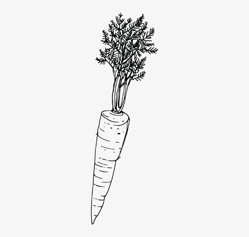 Carrot, transparent png download