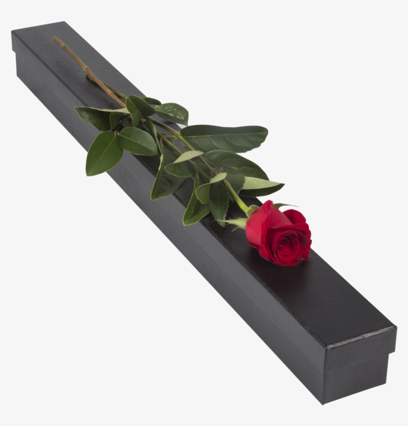 Single Red Rose- Presentation Box - Garden Roses, transparent png download