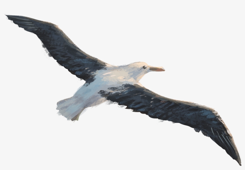 Flight Gliding - Gliding Flight, transparent png download