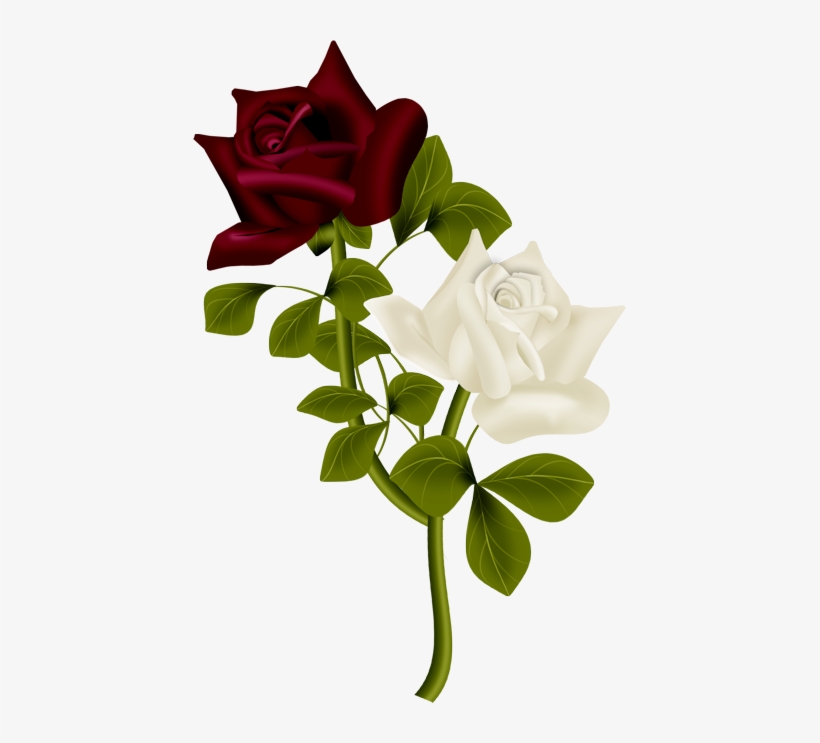 Фото, Автор Cutepictures На Яндекс - ดอก กุหลาบ .png, transparent png download