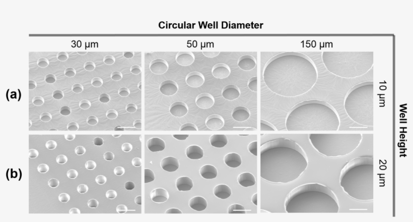 Microwells On A Patterned Glass Slide - Circle, transparent png download