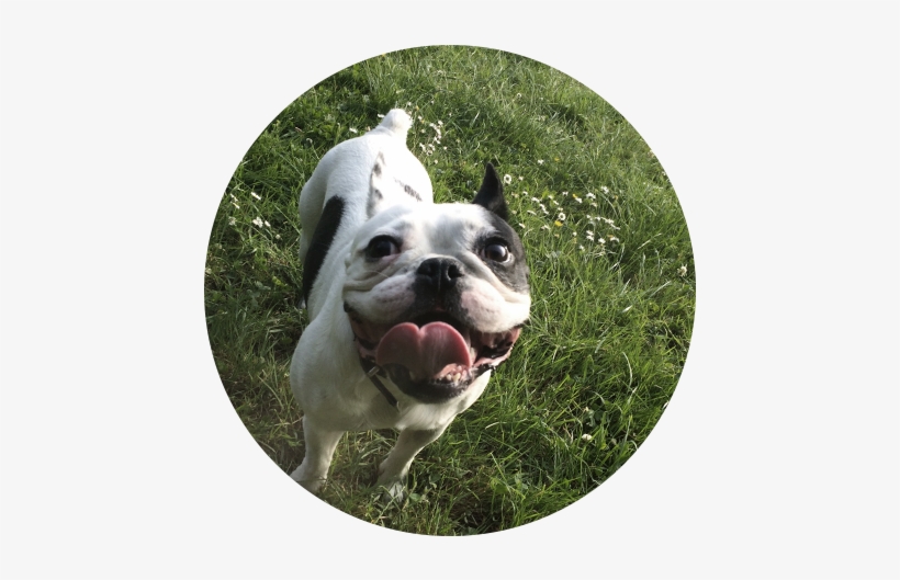 51 - French Bulldog, transparent png download