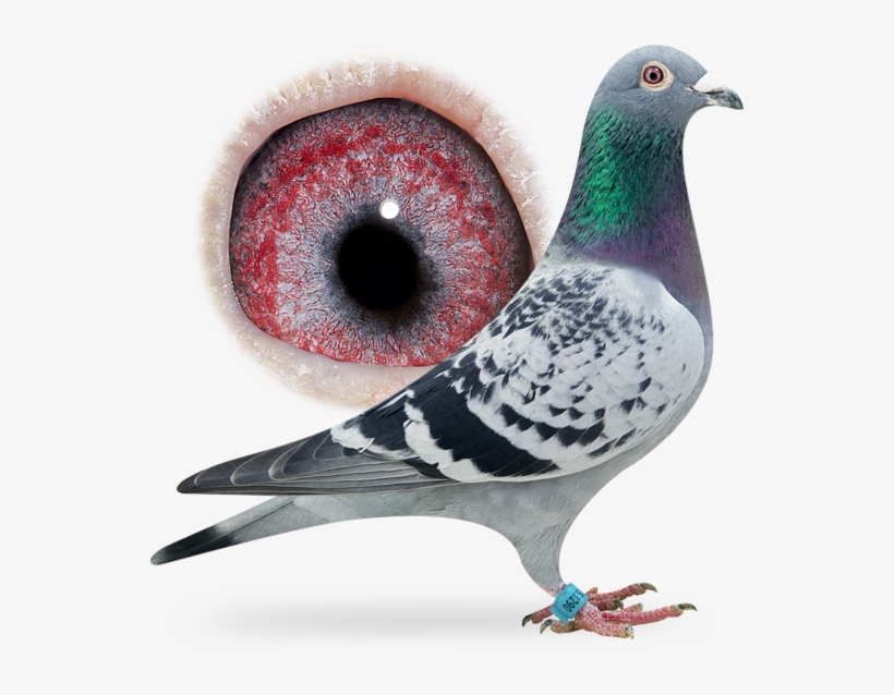 Nl16-1253290 - Pigeon Nl Super Barca 621, transparent png download
