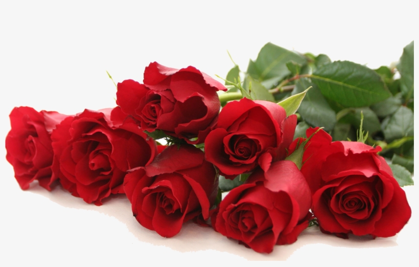 No Images Found - Many Rose, transparent png download