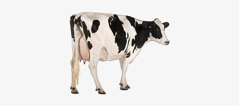 8 Dairy Cows - Listening To Sounds, transparent png download