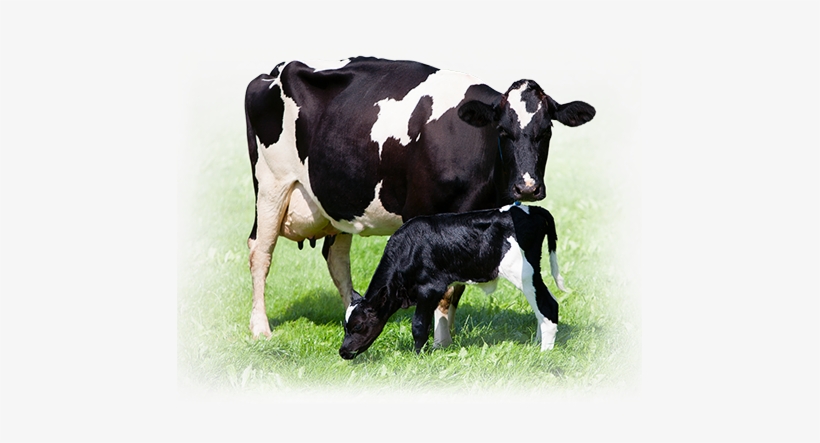 Generations - ‹ - Achieving Sustainable Production Of Milk: Safety, Quality, transparent png download
