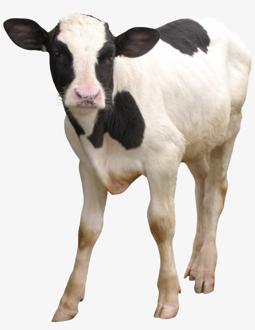 Cow Png - Dairy Cattle, transparent png download