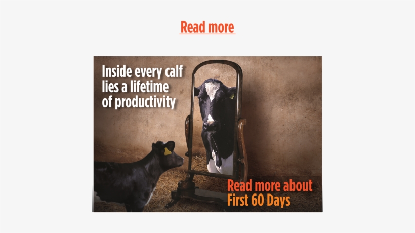 <<back To Dairy Cattle Products - Cattle, transparent png download