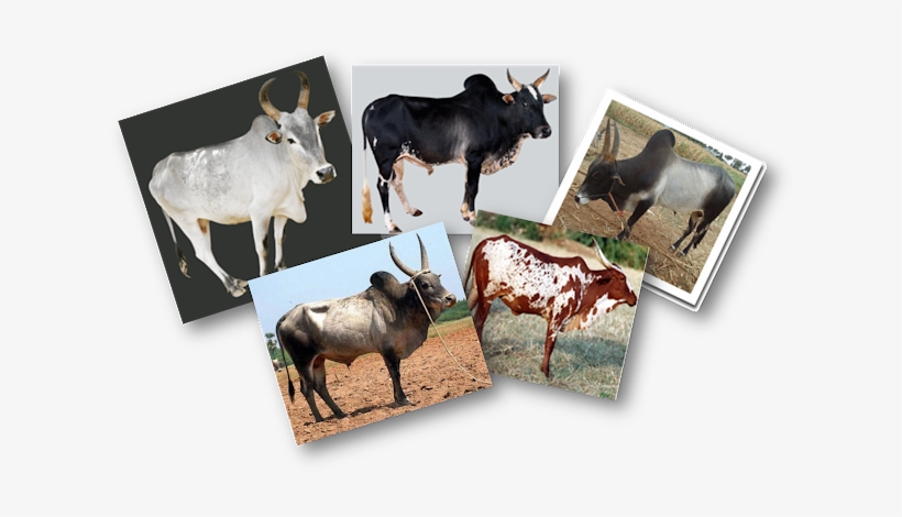 Native Cattle Breeds - Herd, transparent png download