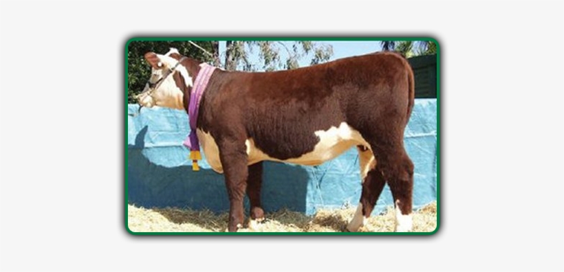 Cattle, transparent png download