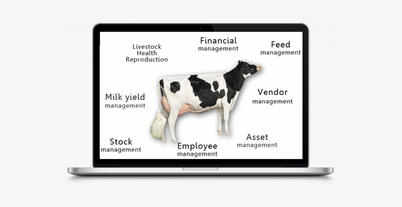 End To End Management Software - Dairy Cow, transparent png download