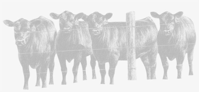 Made With Xara - Herd Of Bulls Drawing, transparent png download