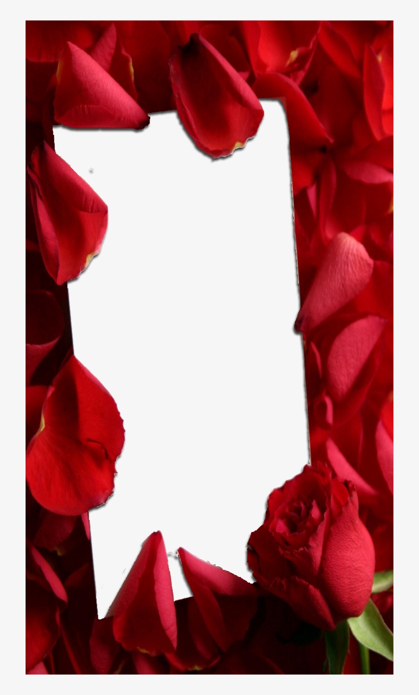 Love Frame With Red Roses - Transparent Red Roses Frames, transparent png download