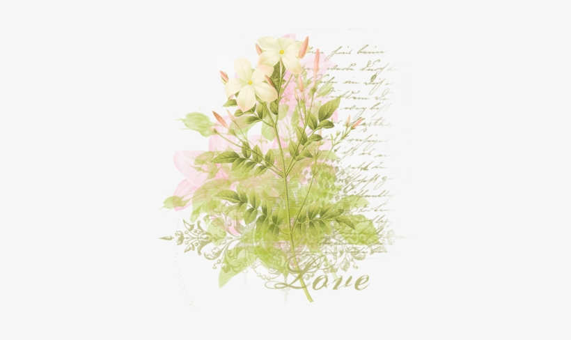 Trouvé Sur Http - Jasminum Grandiflorum, transparent png download