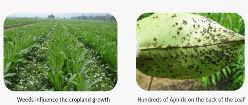 Therefore, The Prevention And Management Of Weeds & - Cash Crop, transparent png download