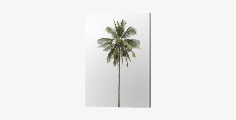 Coconut, transparent png download