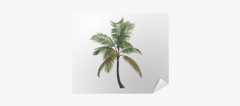 Attalea Speciosa, transparent png download