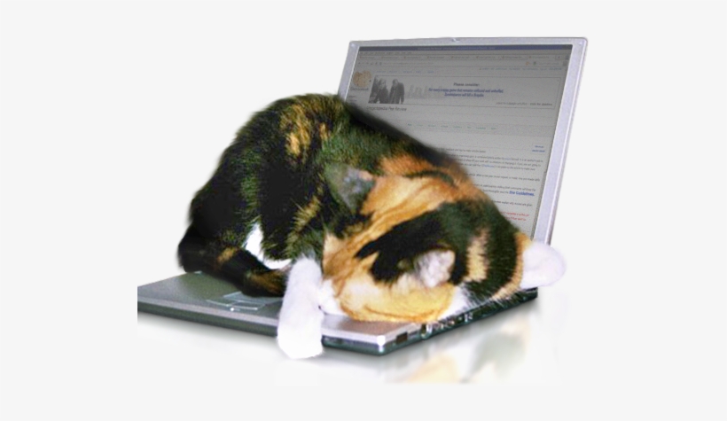 Cat The Colourful Cat - Cat, transparent png download