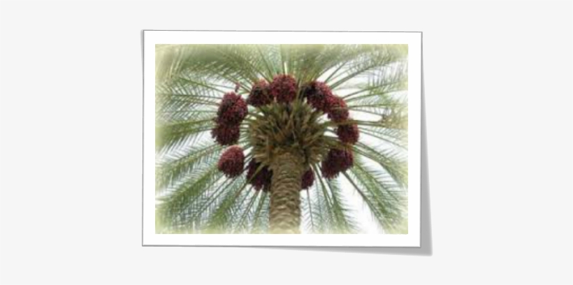 A Brief About Dates - همسة مساء, transparent png download