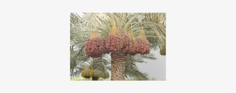 Colouful Dates Bunches All Along The Date Palm Tree - Date Palm Tree In Desert, transparent png download
