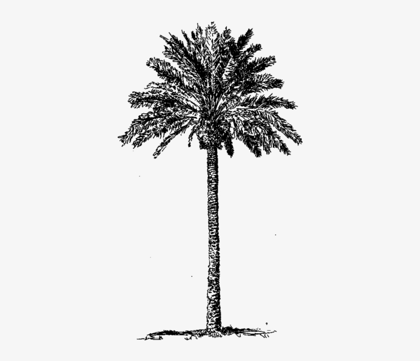 12 Date Palm3 - Attalea Speciosa, transparent png download