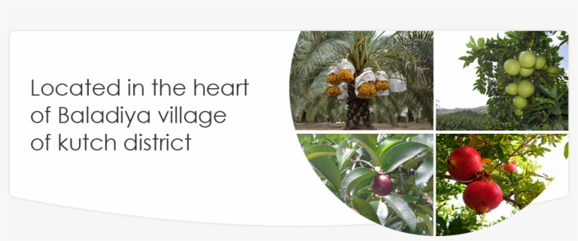 Prevnext - Seeds And Things Organic Pomegranate 30 Plus Seeds, transparent png download