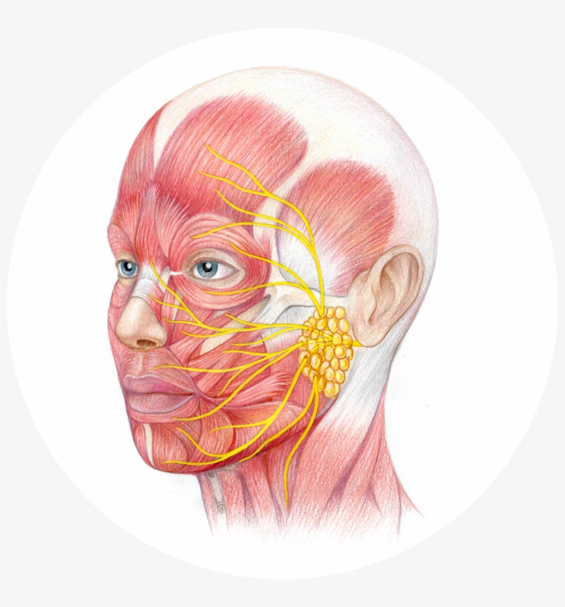 Facial Nerve Paralysis - Facial Nerve, transparent png download