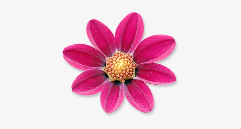 Flower 02 - Flower, transparent png download