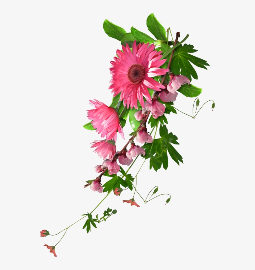 0 8e946 Df2613b Orig - Real Flower Clip Art, transparent png download