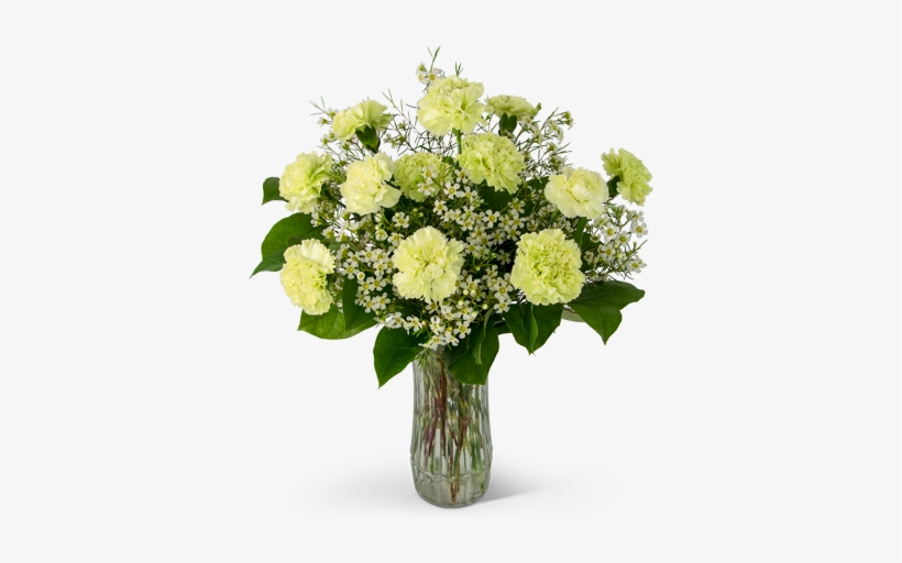 A Dozen Sweet Green Carnations - Ohio, transparent png download