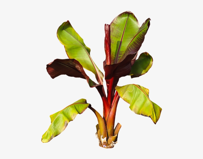 Nature, Plant, Banana, Banana Shrub, Leaves Perennial - Planta De Platano Png, transparent png download