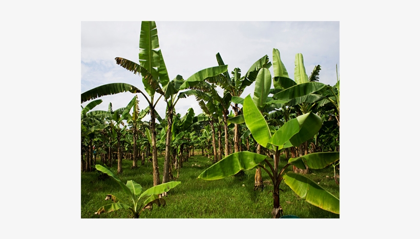 Field Service - Tree Of Banana Dead, transparent png download