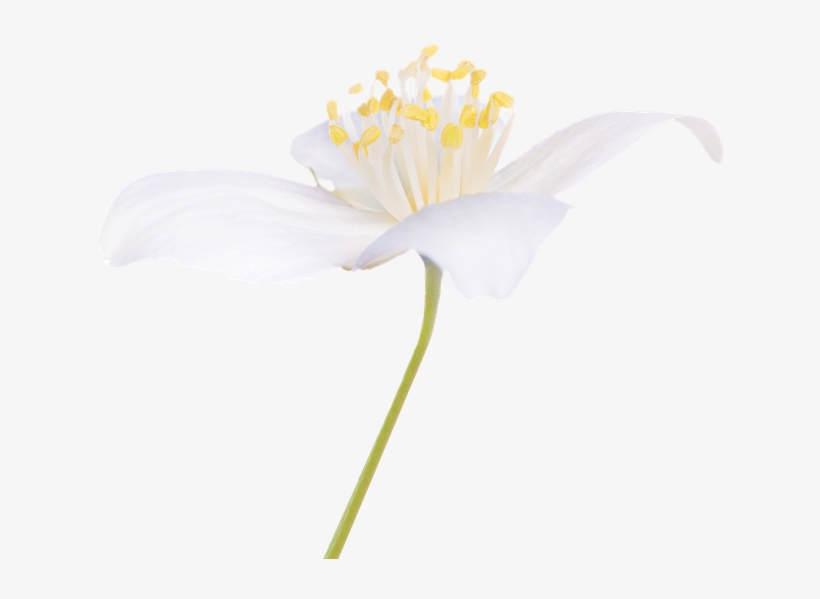 It Is Intended For Those Who Know Nothing About Bach - Flowers For Healing, transparent png download