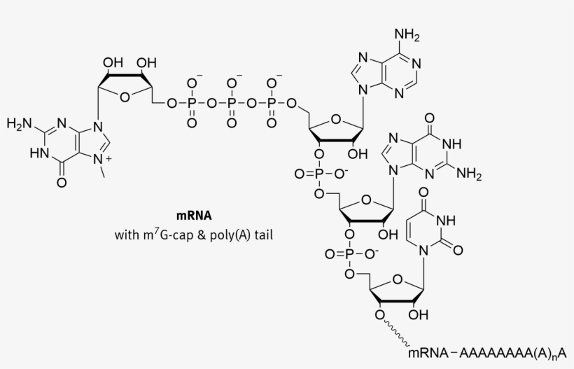 5 Prime Cap - Guanine Cap, transparent png download