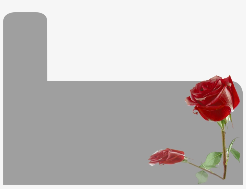 Crimson Is Our Premier Rose Paper That Is Available - Product, transparent png download