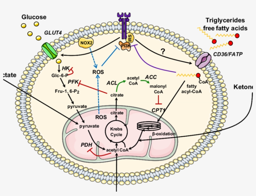 Metabolic Regulation In The Insulin Resistant Heart - Metabolism, transparent png download