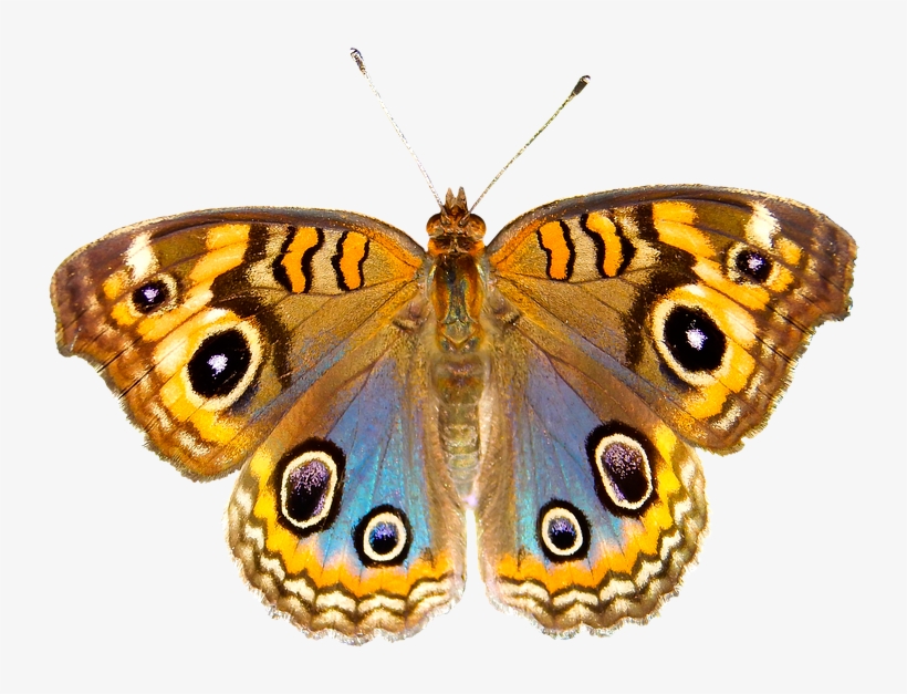 Insect, transparent png download