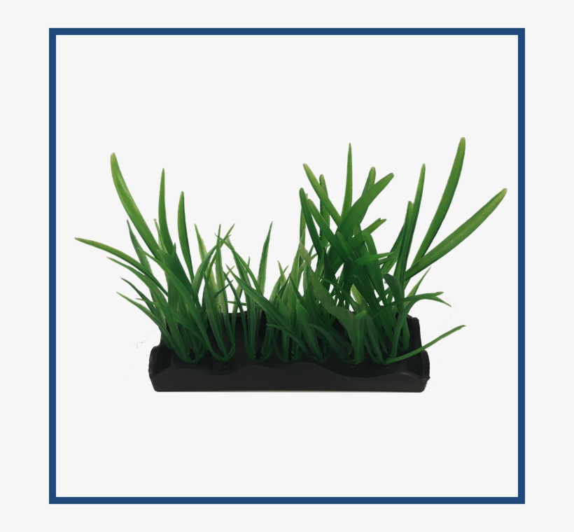 View Larger - Sweet Grass, transparent png download