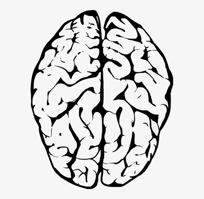 Which Parts Of The Brain Do What - Transparent Background Brain Clipart, transparent png download