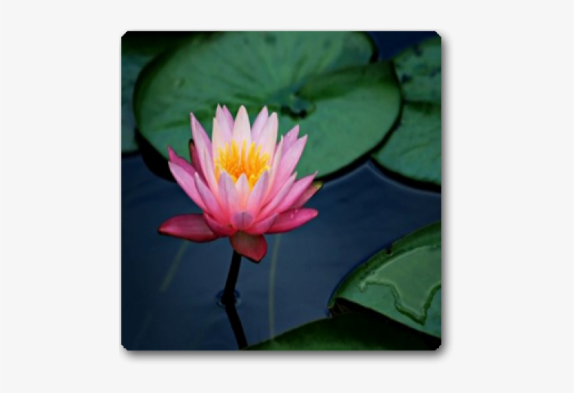 Akashic Records By Lois J Wetzel, transparent png download