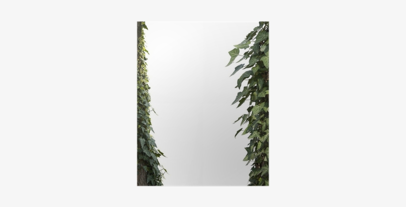 Vine, transparent png download