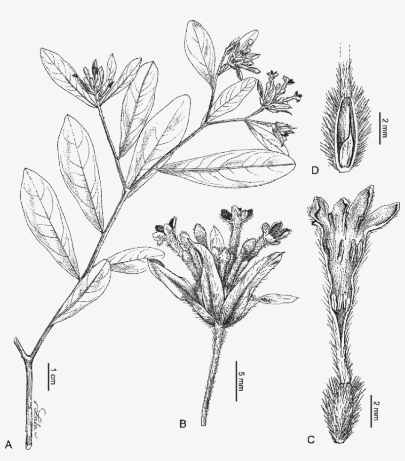 Gnidia Occidentalis Z - Aletris, transparent png download