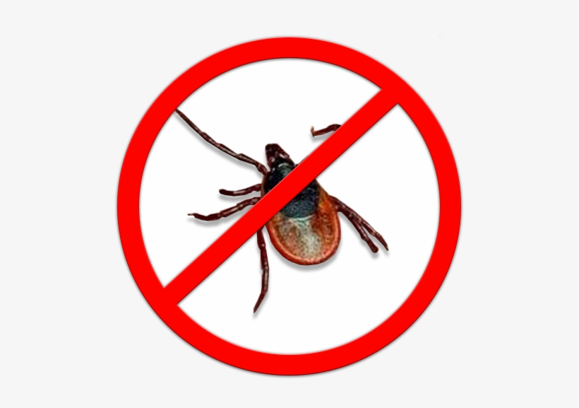 Против Тараканов, transparent png download