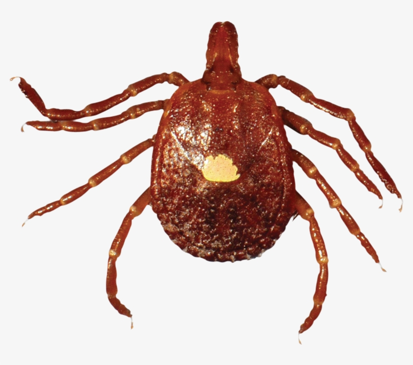 Lone Star Tick - Tique Étoilée D Amérique, transparent png download