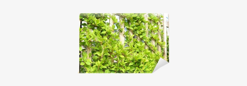 Fence, transparent png download