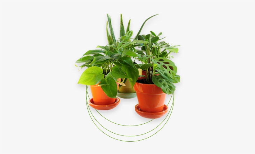 Melbourne's Best Nursery - Canadian Tire Potting Soil, transparent png download