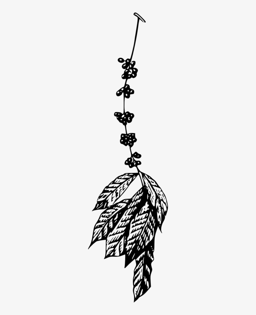 Banner Royalty Free Coffee Plant Clipart I Royalty - Coffee Plant Vector Png, transparent png download